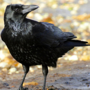 crow icon