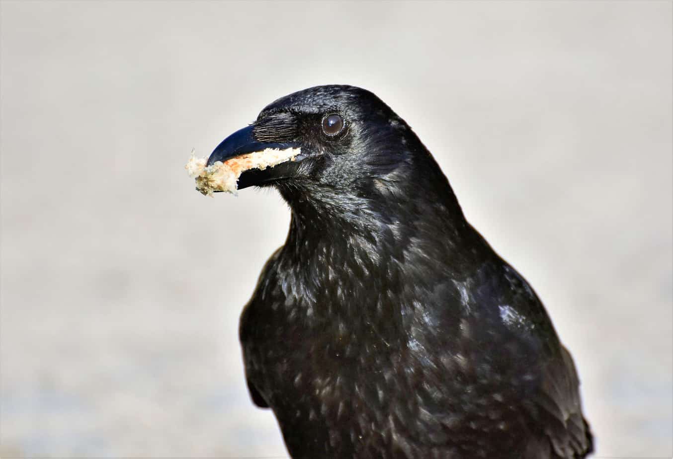 crow eating bread