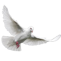 dove deterrent device icon