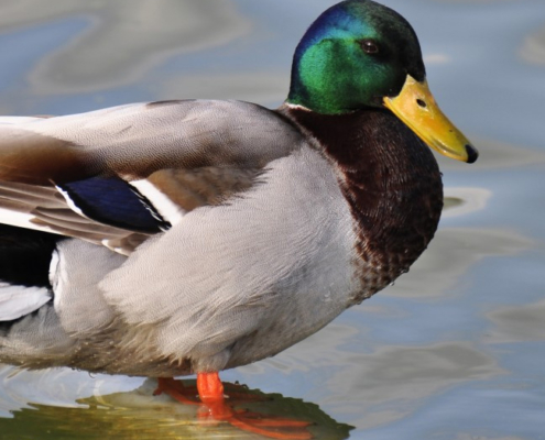 mallard duck