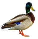duck deterrent device icon