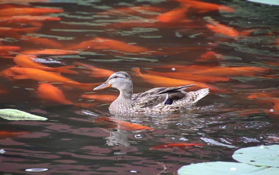 How to Keep Predators Out of Your Koi Pond - Bird-X