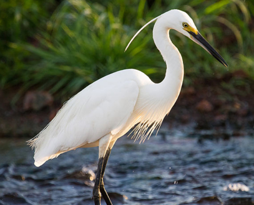 egret icon