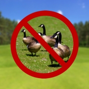 golf course with overlay of geese underneath red "no" symbol