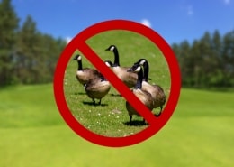 golf course with overlay of geese underneath red "no" symbol