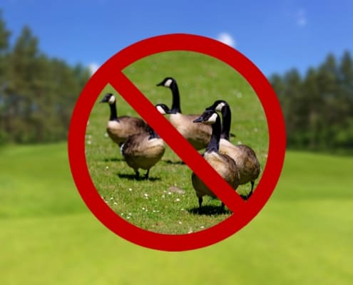 golf course with overlay of geese underneath red "no" symbol