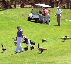 golfers on grass with many geese