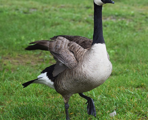 canadian goose