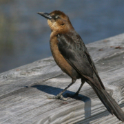grackle icon