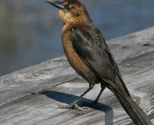 grackle icon