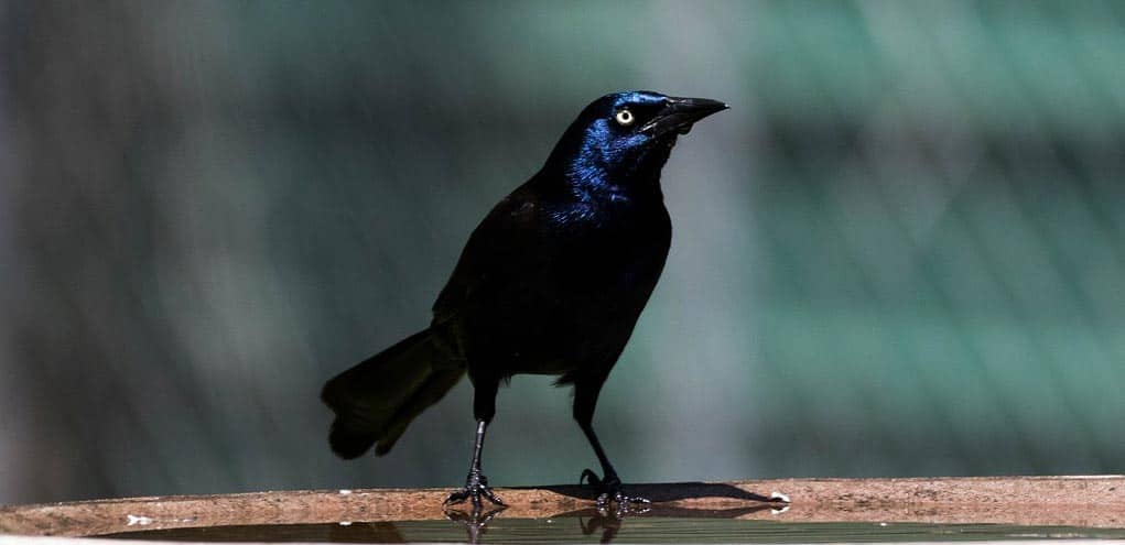 They're Outsmarting Us': Birds Build Nests from Anti-Bird Spikes - The New  York Times