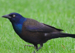 grackle in grass