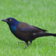 grackle in grass