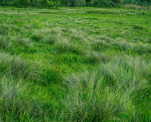 field of grass