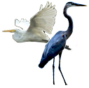 Get rid of herons and egrets