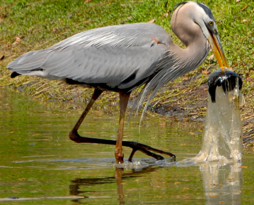 heron with fish in beak