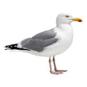 herring gull