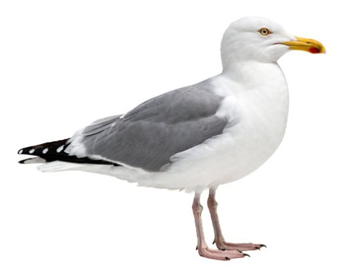 herring gull