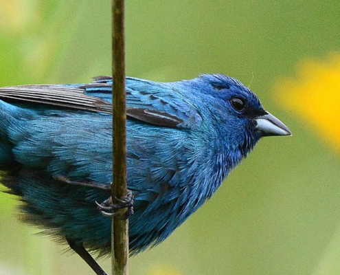 indigo bunting