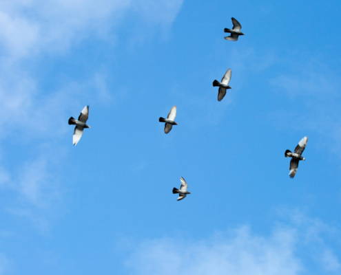 migration birds