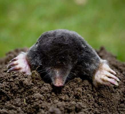 Transonic Mole | Solar powered device keeps moles out of your yard