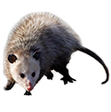 opossum deterrent device icon