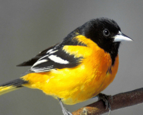 oriole