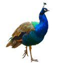 peacock deterrent device icon