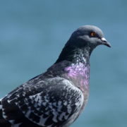 pigeon closeup