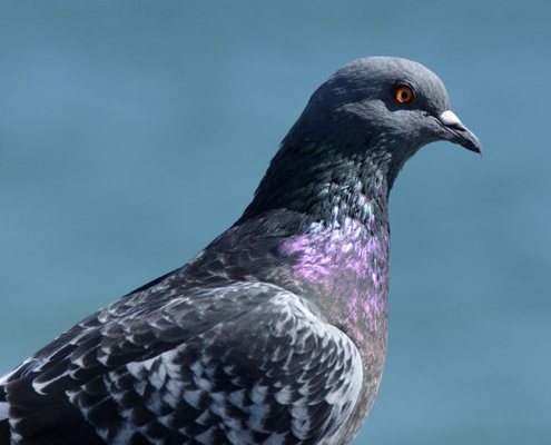 pigeon closeup