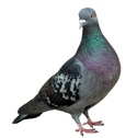 pigeon deterrent device icon