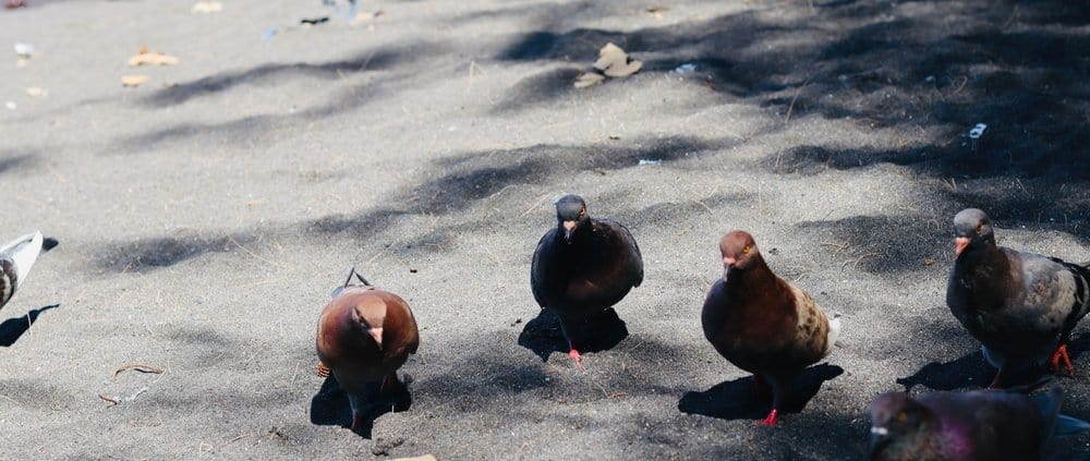 https://bird-x.com/wp-content/uploads/pigeon-swarm-1000x423.jpg