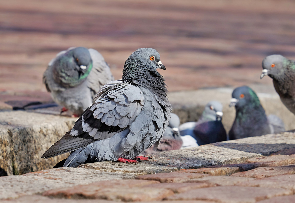 bird control fresno