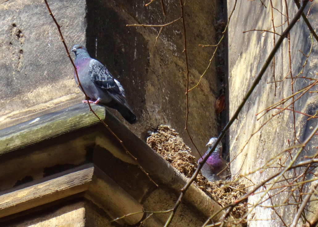 two pigeons nesting on the ledge of a building