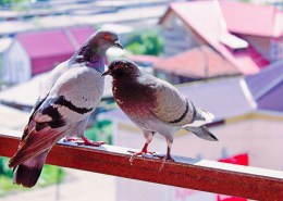 two pigeons perching on balcony railing