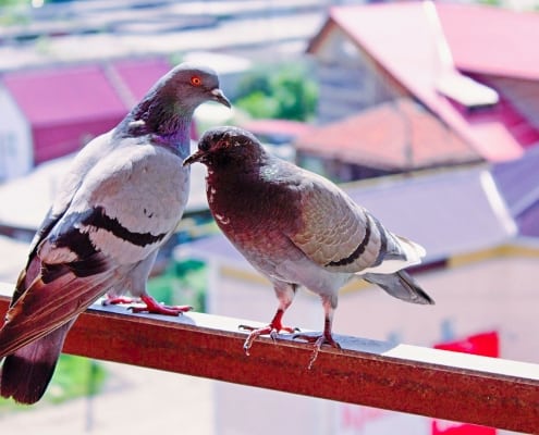 two pigeons perching on balcony railing