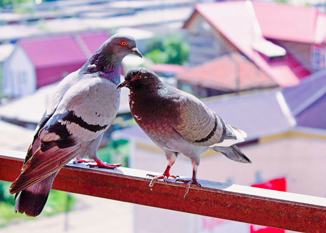 Fence Spikes - Bird Deterrent - Anti Pigeon Spikes - Effective & Easy to  Mount