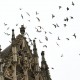 pigeons flying around gothic cathedral