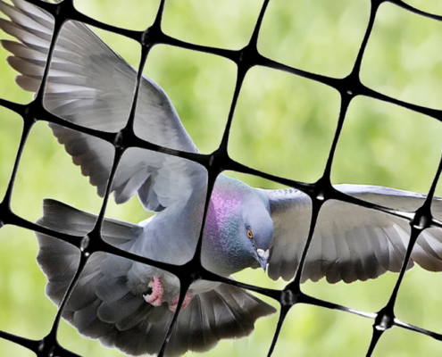 Bird netting to stop Pigeons