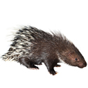 porcupine deterrent device icon