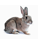 rabbit deterrent device icon