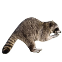 raccoon deterrent device icon