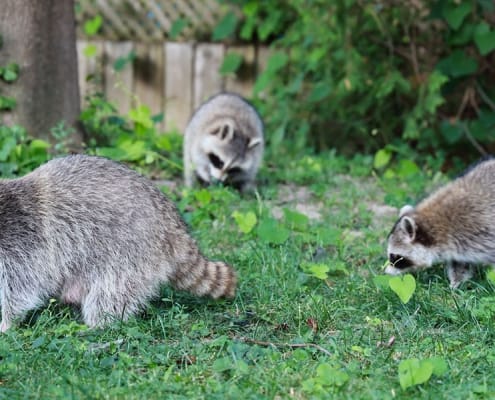 three raccoons in a yard