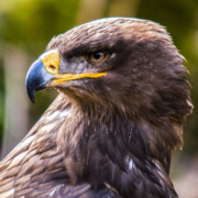 raptor buzzard