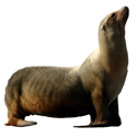 sea lion deterrent device icon