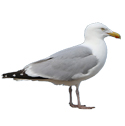 seagull deterrent device icon