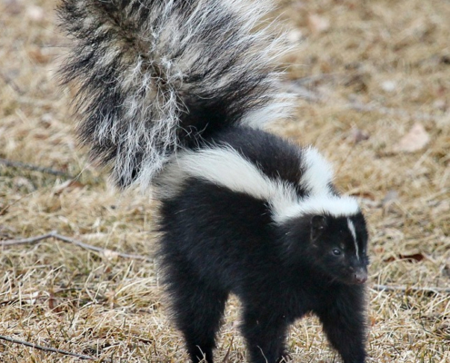 skunk