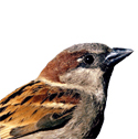sparrow deterrent device icon