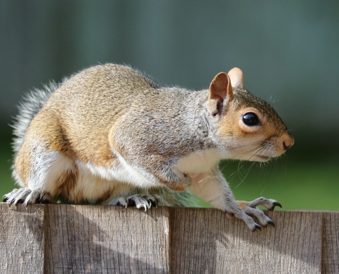 Squirrel on fence