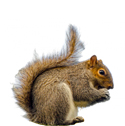 squirrel deterrent device icon
